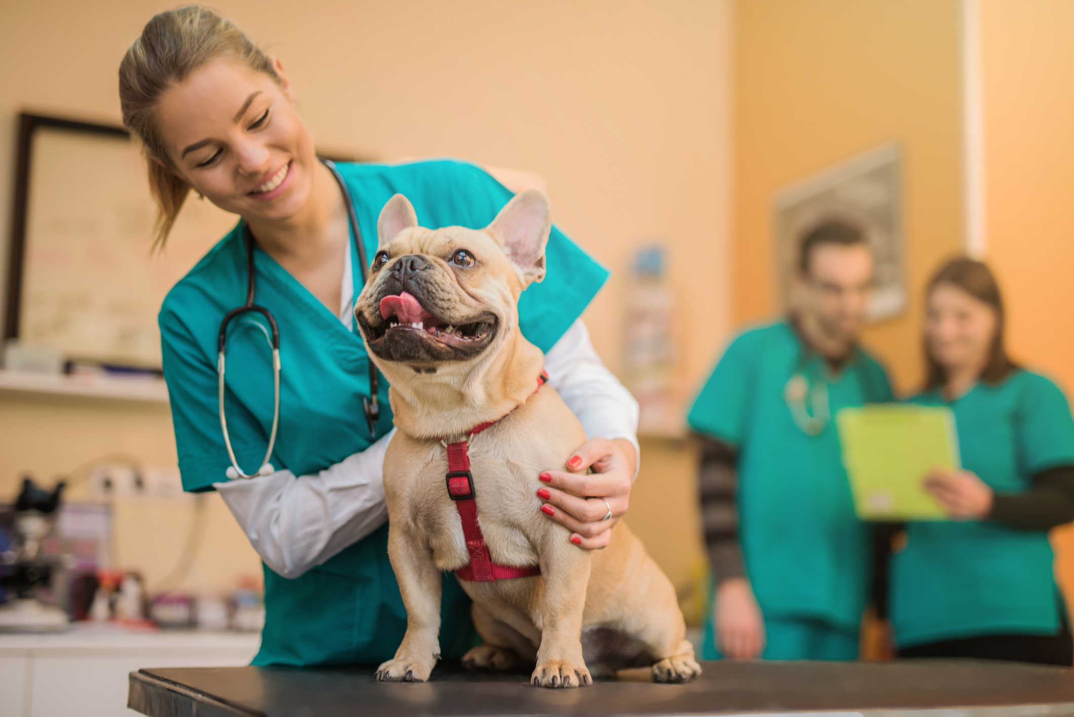 Medicina Veterin Ria Por Que Escolher Essa Carreira   GettyImages 885571364 